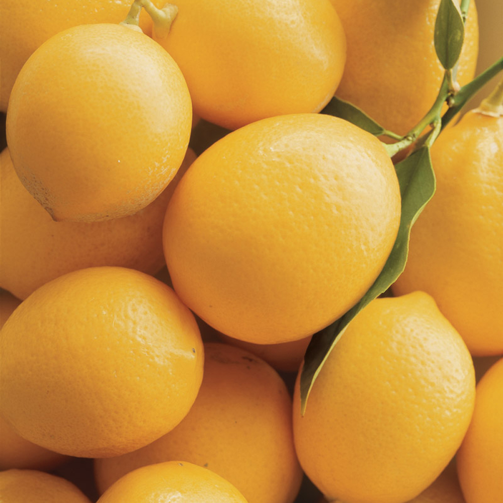 10 Best Ways To Use Up Leftover Lemons
