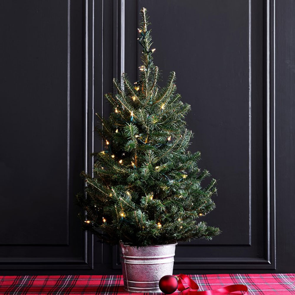 http://blog.williams-sonoma.com/wp-content/uploads/2021/12/fresh-tabletop-christmas-tree-with-lights-o.jpg