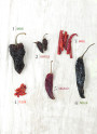 Dried Chile Guide - Williams-Sonoma Taste