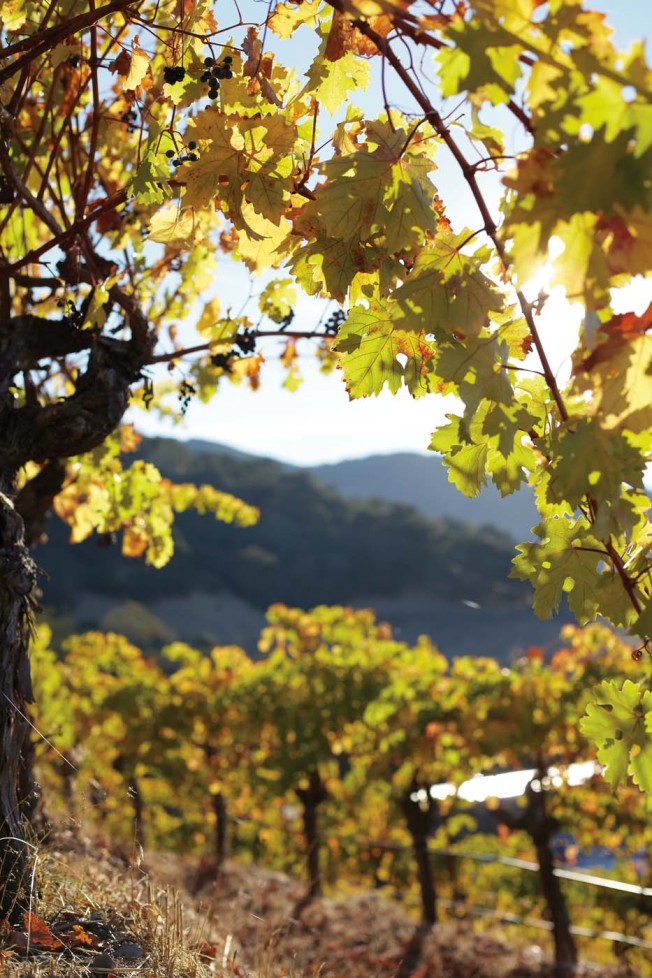 Discover Wine Country with Us!