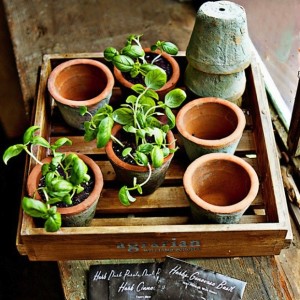 How to Sow Seeds Indoors