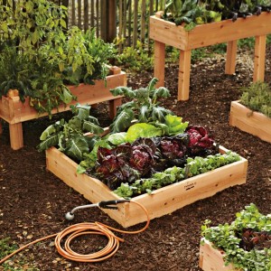 Start Planning: Grow a Kitchen Garden