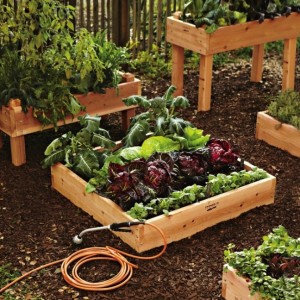 Start Planning: Grow an Edible Garden