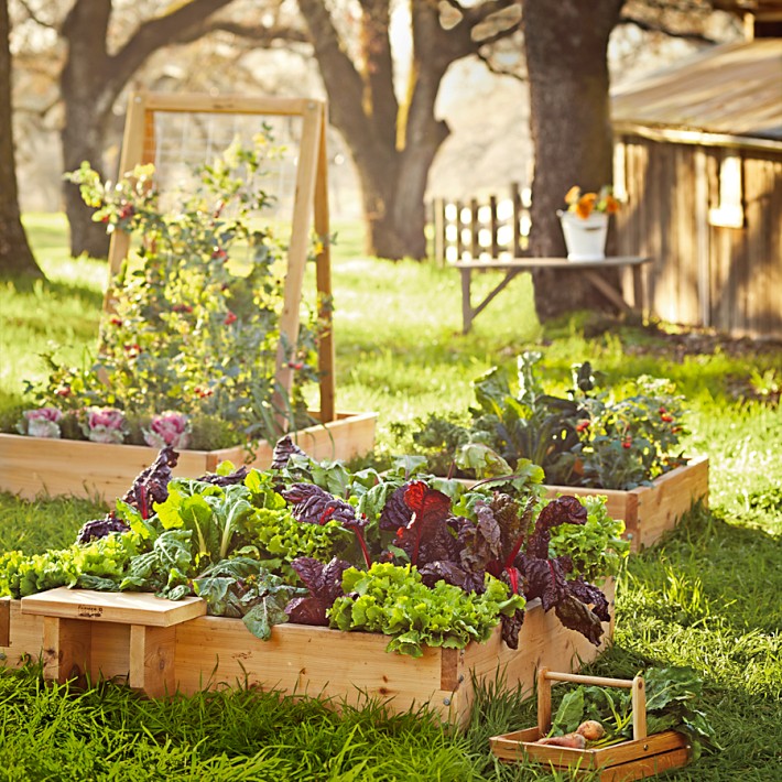 How To Start Seeds Outdoors Williams Sonoma Taste