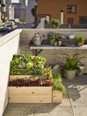 7 Expert Tips for Rooftop Gardening