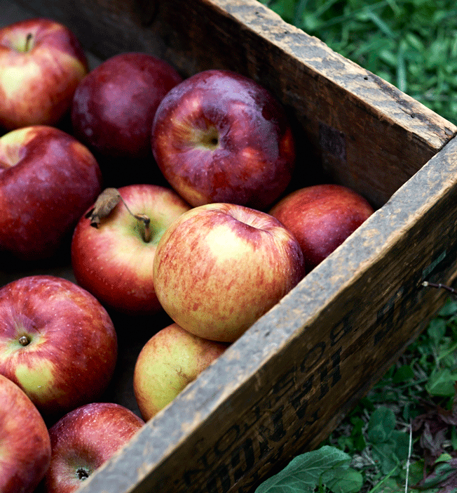 Orchard apples