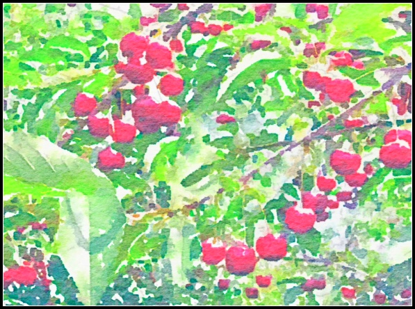 Cherry Watercolor