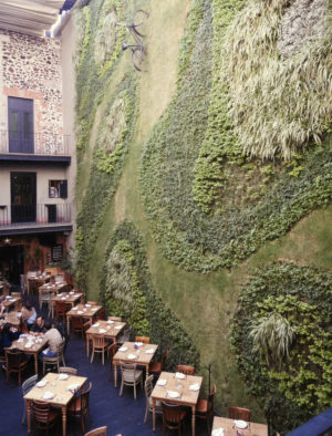 A living wall at Puntarena, the restaurant inside Downtown Habita hotel