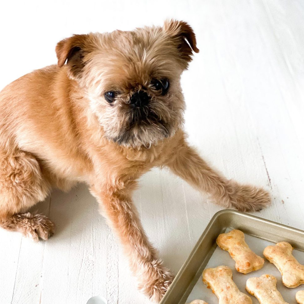 cheesy dog biscuit recipe