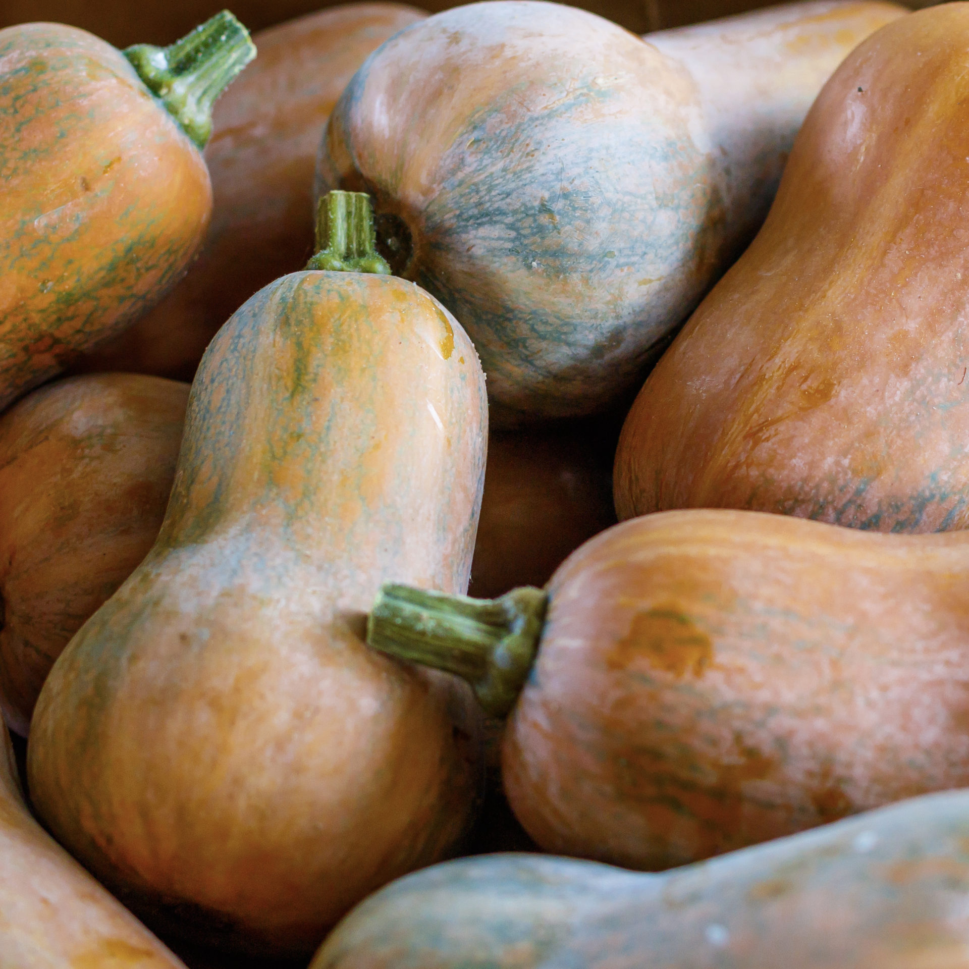 Move Over, Butternut! There’s a New Squash in Town. - Williams-Sonoma Taste